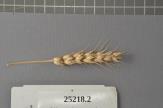 Click for 1 image(s) for this accession. Spike